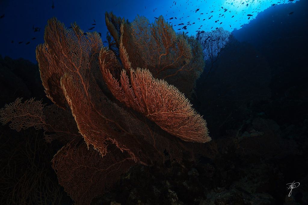 Eine große Gorgonie an der Riffkante, dahinter das offene Blau