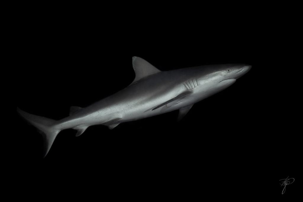 Ein grauer Riffhai im Profil, vom Blitz freigestellt vor schwarzem Wasser