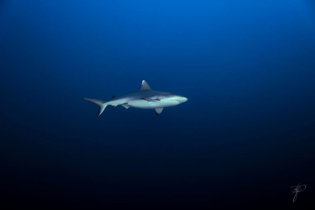 Ein einzelner grauer Riffhai im tiefen Blau