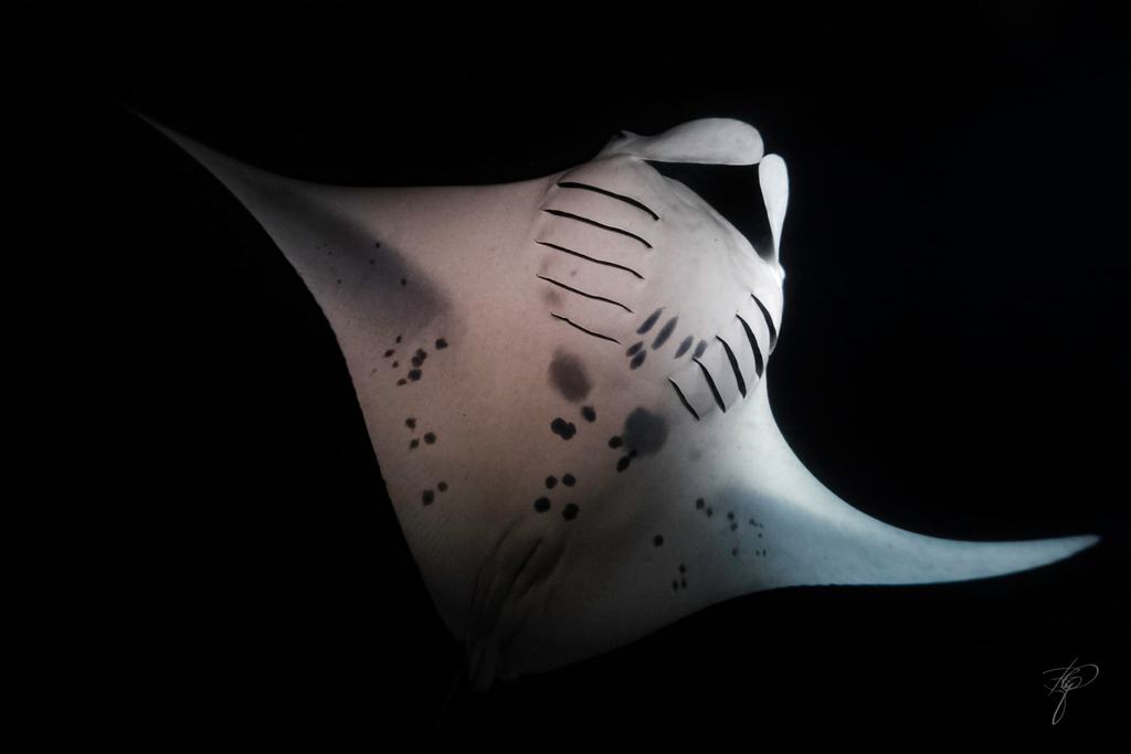 Ein Manta von unten, die helle Bauchseite mit dunklen Flecken vor Schwarz