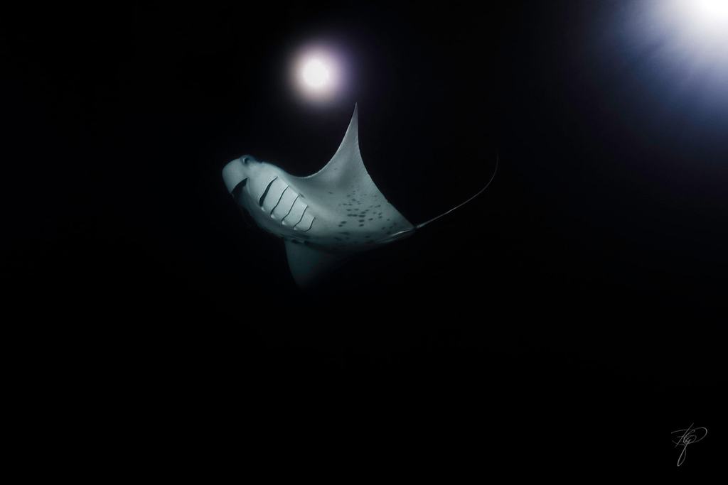Ein Manta im Gegenlicht einer einzelnen Lampe, ringsum Dunkelheit