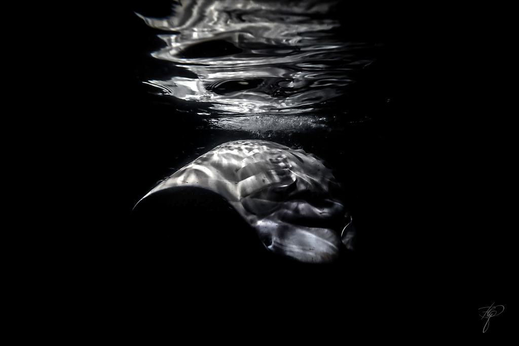 Ein Manta unmittelbar unter der Wasseroberfläche, Licht und Spiegelung überlagern sich