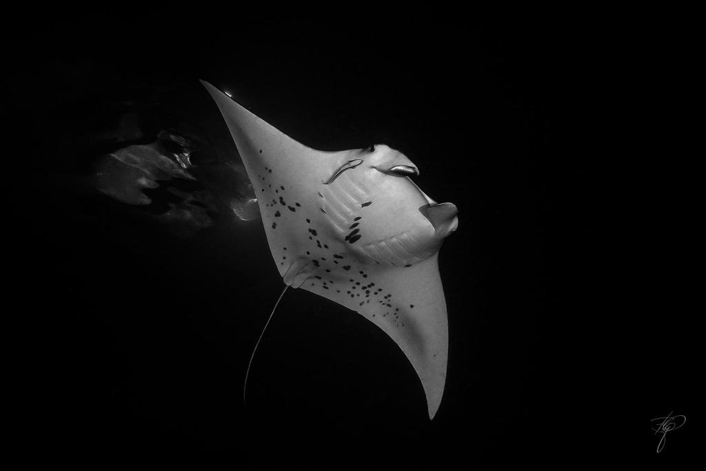 Ein Manta von unten, dahinter zwei weitere im Dunkeln