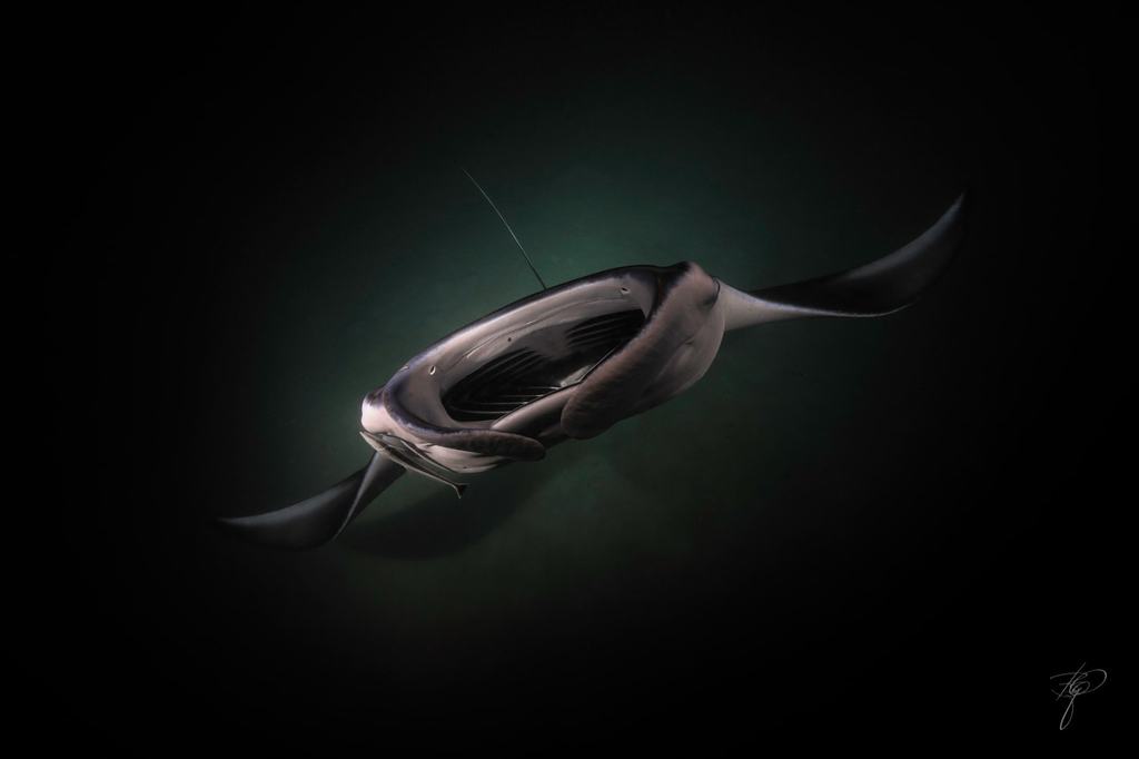 Ein Manta frontal mit offenem Maul in grünlichem Wasser