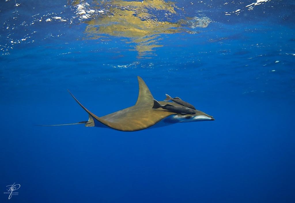 Ein Mobula-Rochen mit Schiffshaltern am Rücken dicht unter der spiegelnden Oberfläche