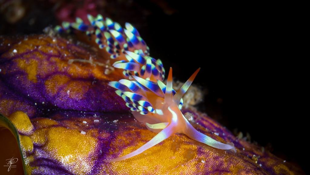Makro: eine weiße Nacktschnecke mit blau-gelben Fortsätzen auf einem orange-violetten Seestern