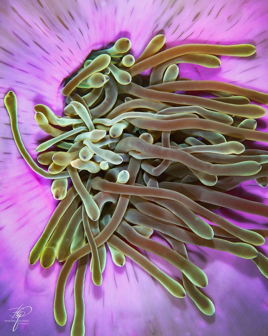 Makro: die Tentakel einer Anemone, gelbgrün gespitzt, über magentafarbenem Fuß