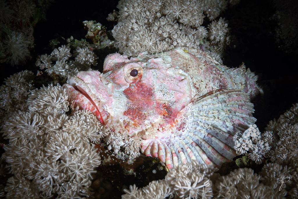 Ein Skorpionfisch liegt getarnt zwischen weißen Weichkorallenpolypen