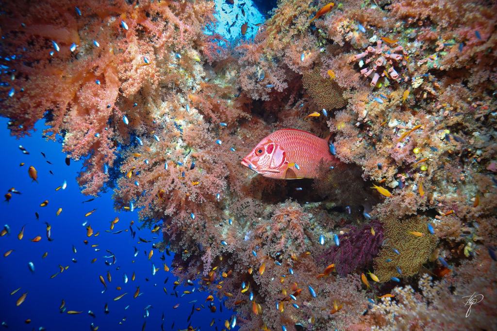 Ein roter Soldatenfisch in einer Nische zwischen hellen Weichkorallen, ringsum kleine Riffische