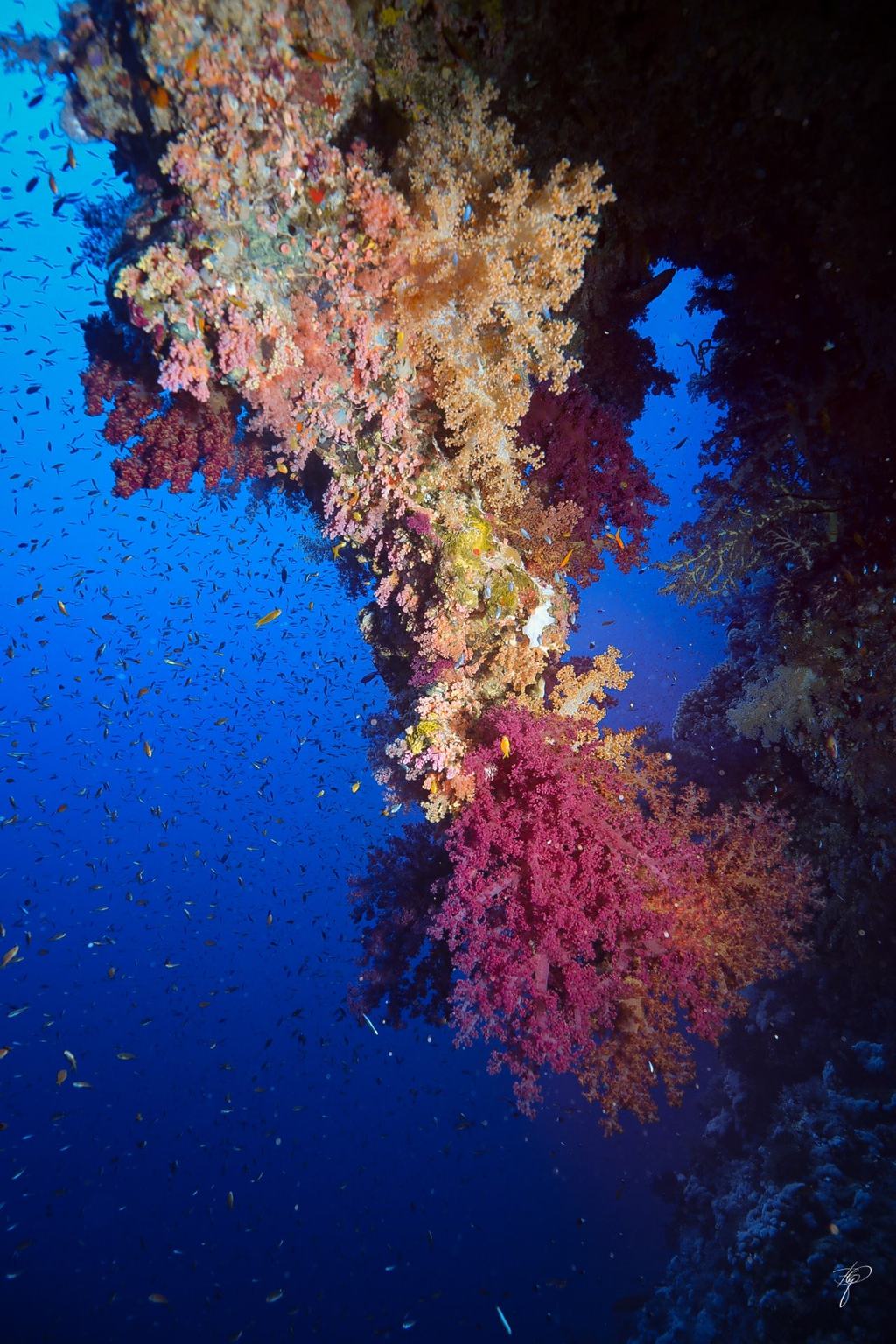 Eine steile Riffwand mit rosa und roten Weichkorallen, davor Wolken kleiner Fische