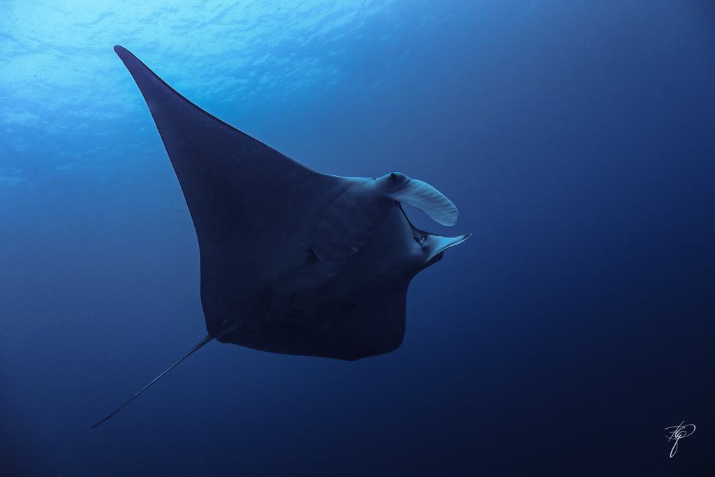 Ein Manta von der Seite im offenen Blau, der Schwanz als lange Peitsche