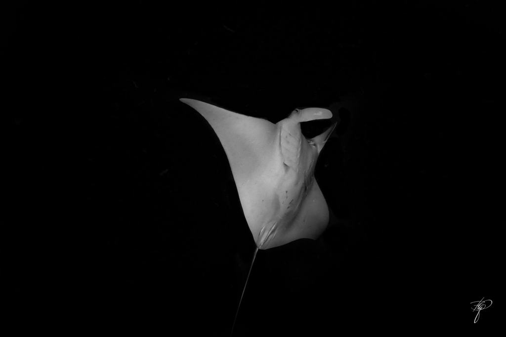 Ein Manta senkrecht im Dunkeln, nur die Bauchseite angeleuchtet
