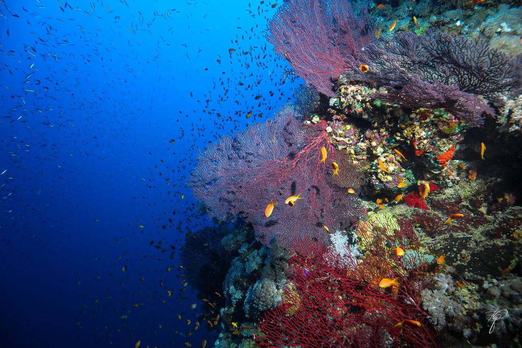 Eine Riffkante mit Gorgonien und Weichkorallen, davor ein Schwarm kleiner Fische
