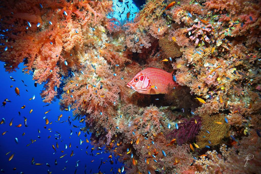 Ein roter Soldatenfisch unter einem Überhang, ringsum Schwärme bunter Riffische