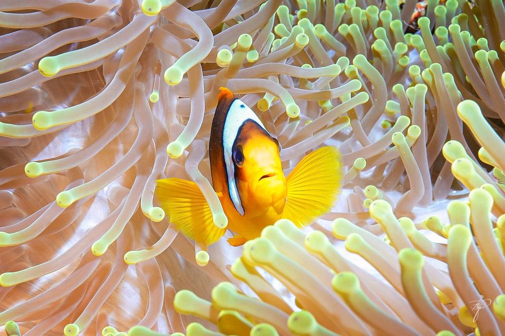Ein Anemonenfisch zwischen den grün gespitzten Tentakeln seiner Anemone