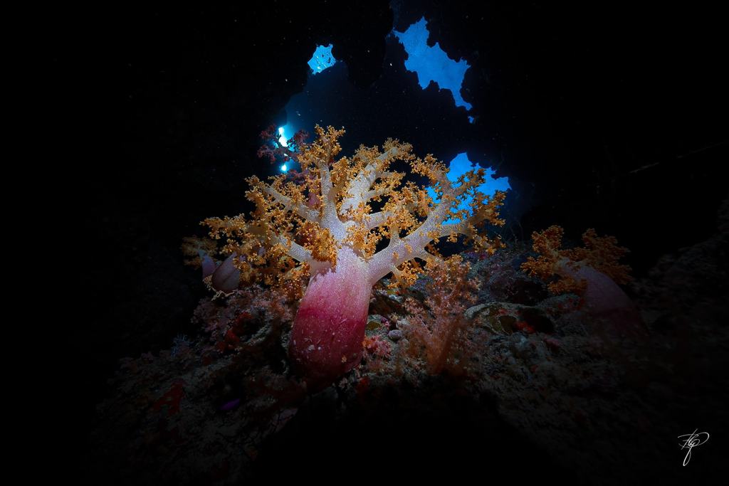 Eine Weichkoralle mit rosa Stamm und goldenen Ästen in einer Riffhöhle