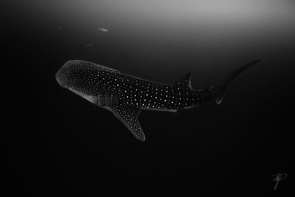 Ein Walhai im Profil, die Punktzeichnung hell vor dunklem Wasser