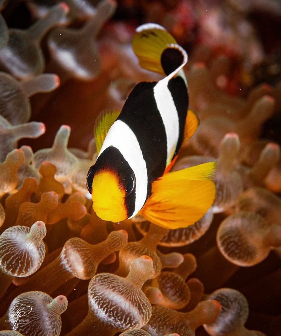 Ein Anemonenfisch mit breiter weißer Binde über den Blasenspitzen einer Anemone