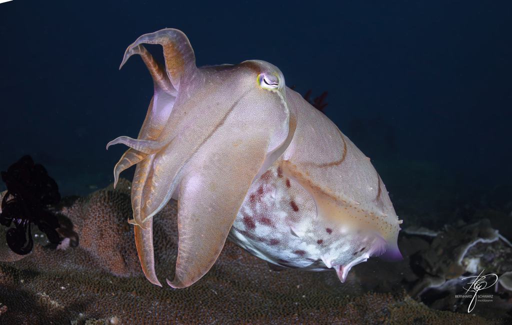 TRITON BAY