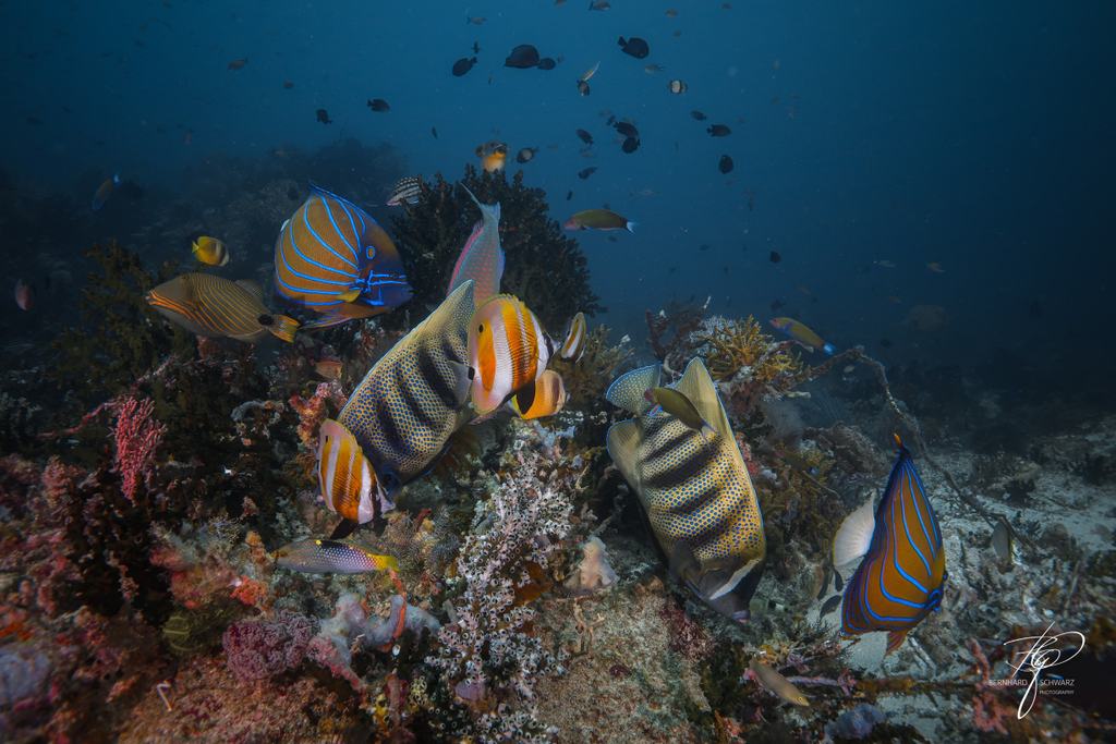 TRITON BAY