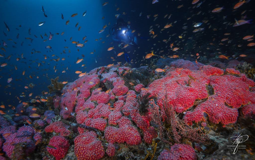 TRITON BAY