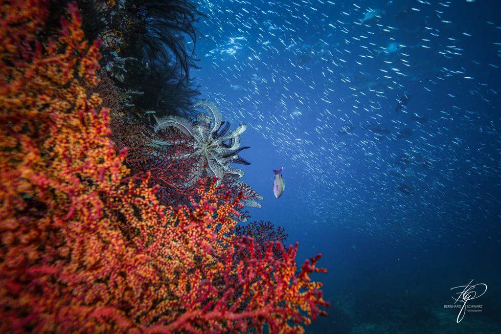 TRITON BAY