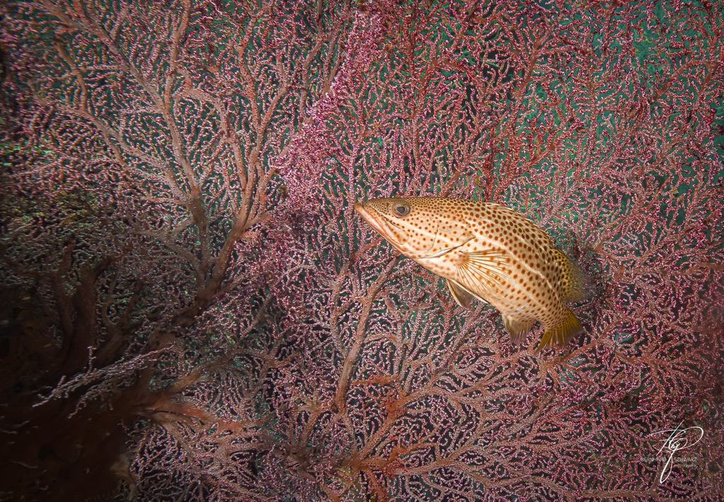 TRITON BAY