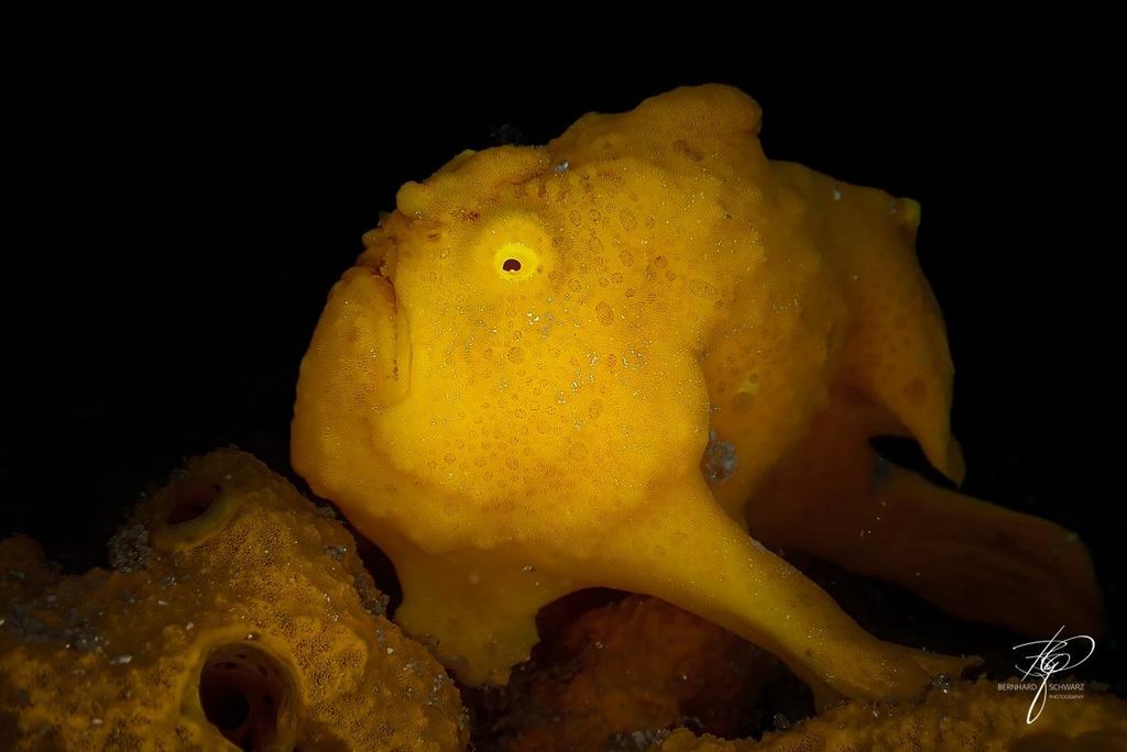TRITON BAY