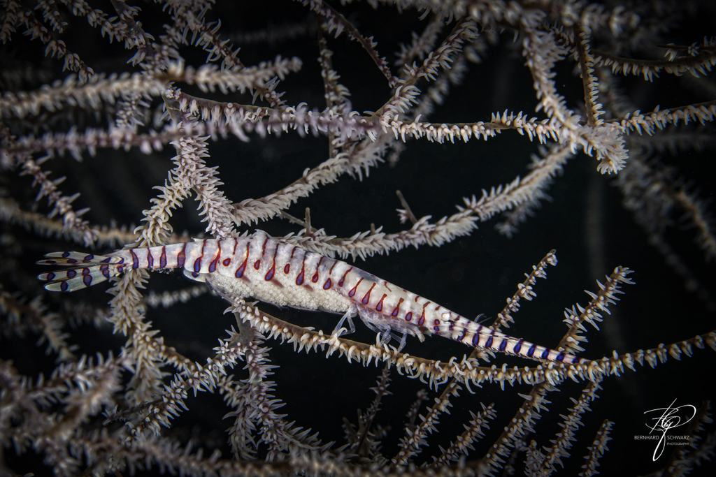 TRITON BAY
