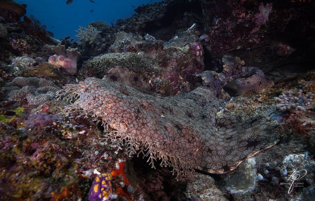 TRITON BAY