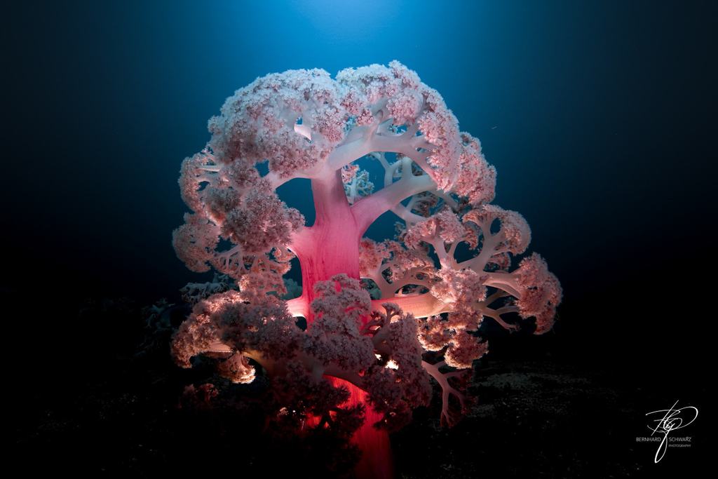 TRITON BAY