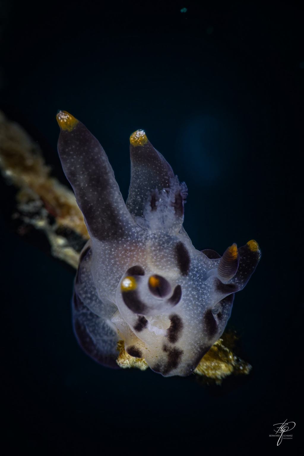 TRITON BAY