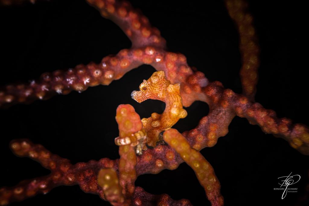TRITON BAY