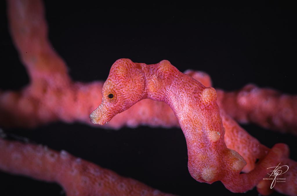 TRITON BAY