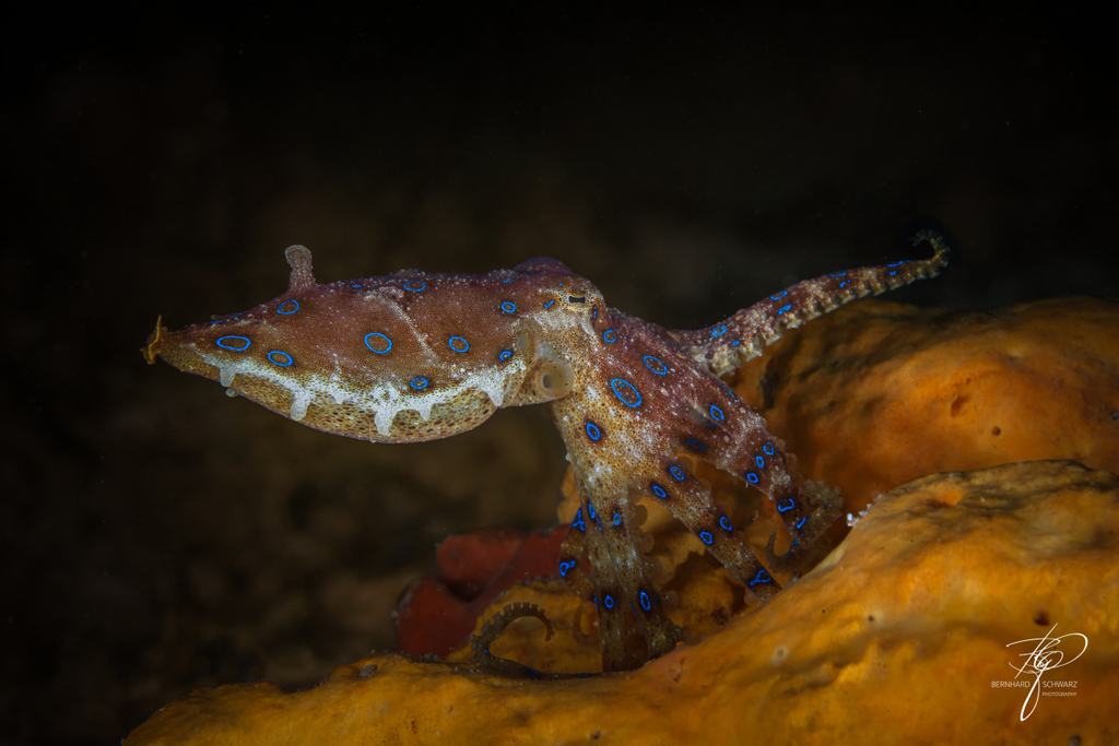 TRITON BAY