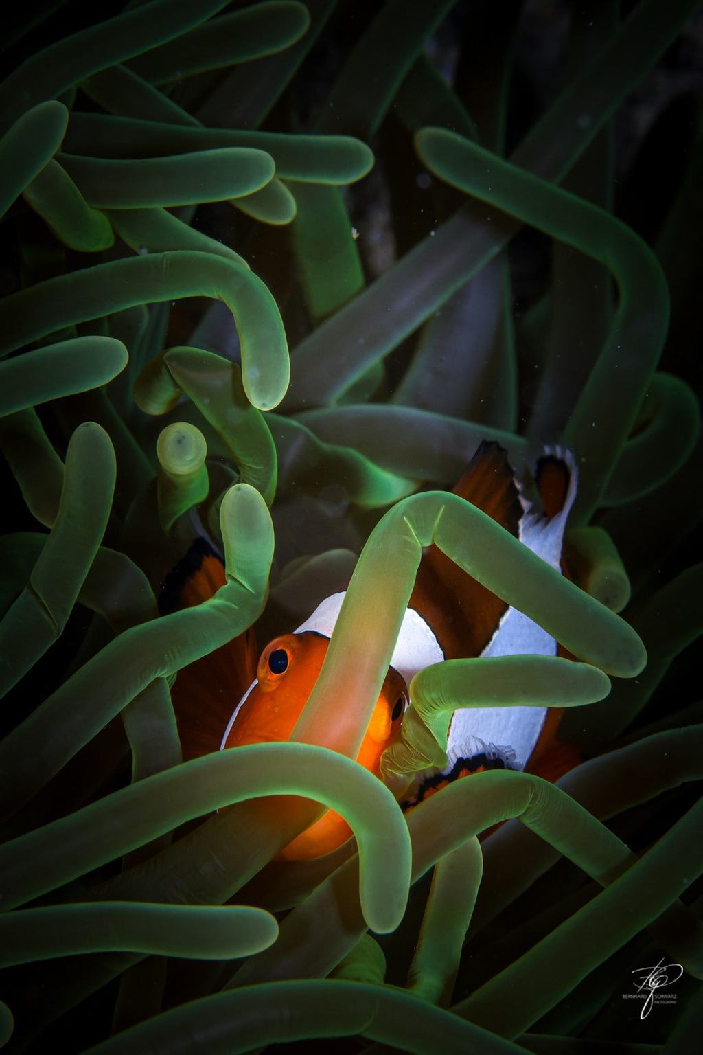 TRITON BAY
