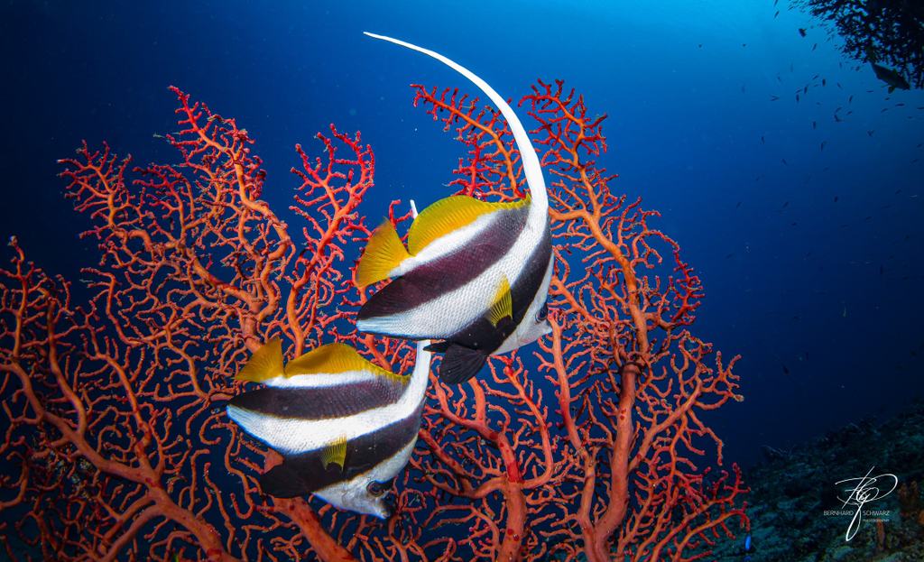 TRITON BAY