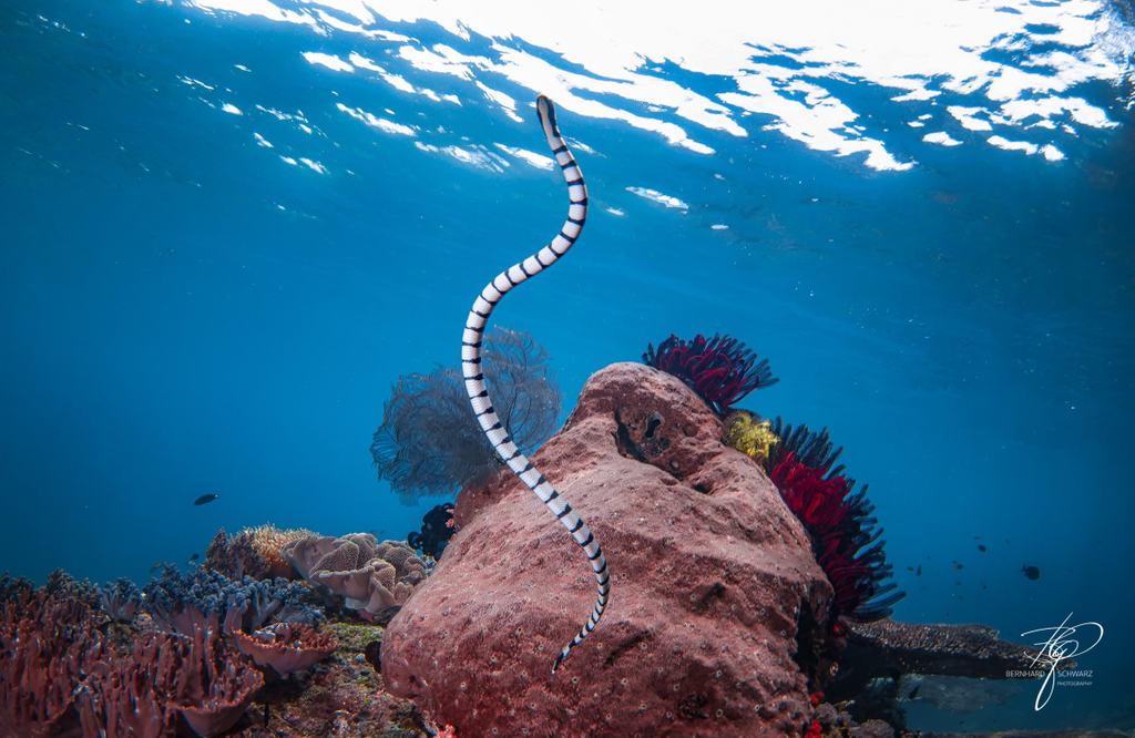 TRITON BAY