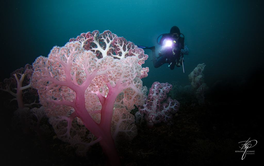 TRITON BAY