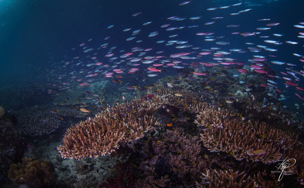 TRITON BAY