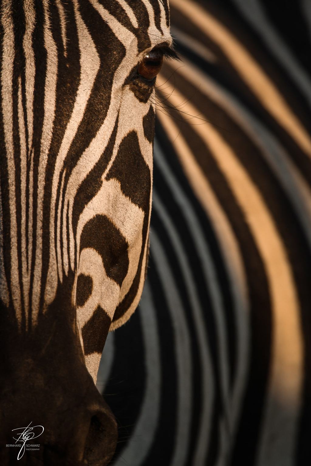 Zebrakopf im Profil, dahinter unscharf die Streifen eines zweiten Tieres