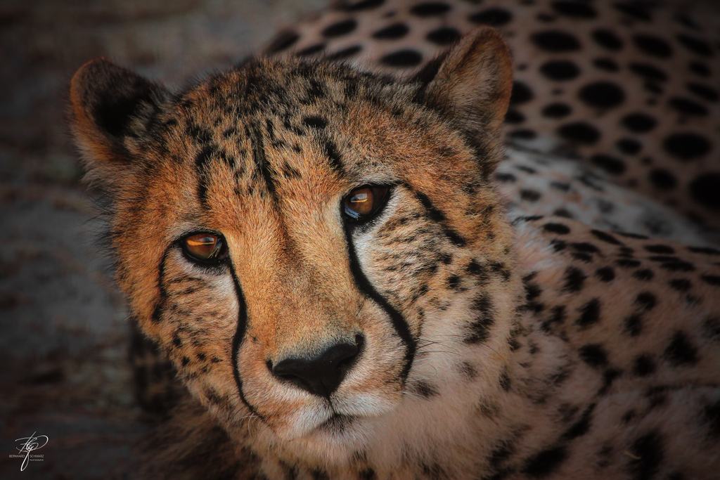 Gepard liegend, Blick zur Seite, die Tränenstreifen deutlich sichtbar
