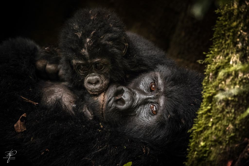 Gorillamutter mit Jungtier im Arm, daneben bemooster Stamm