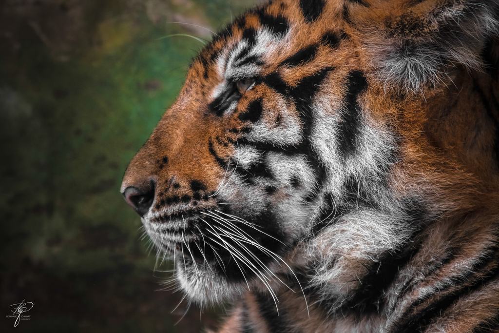 Tigerkopf im Profil, die Schnurrhaare hell vor dunklem Grund
