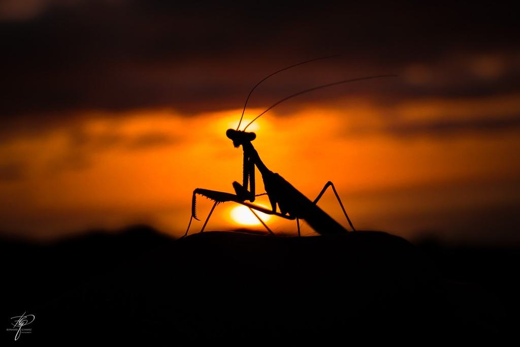 Gottesanbeterin als Silhouette vor der untergehenden Sonne