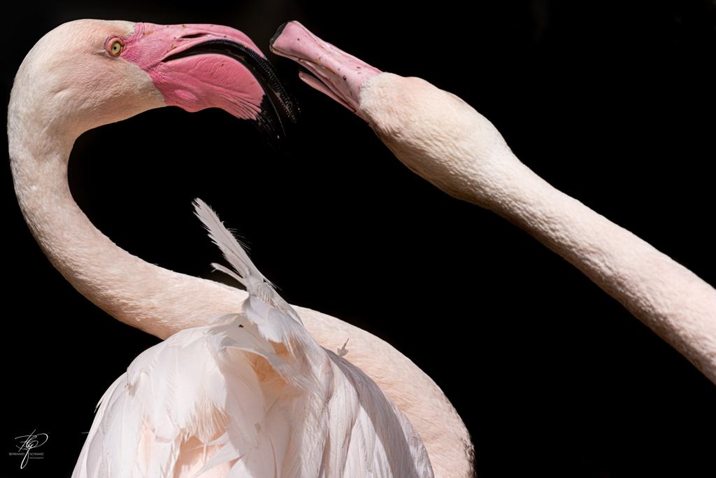 Zwei Flamingos, Schnabel an Schnabel vor schwarzem Hintergrund