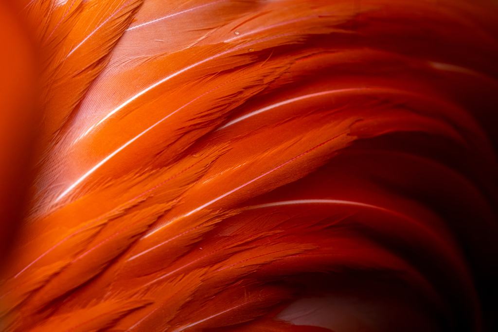 Makroaufnahme orangeroter Flamingofedern