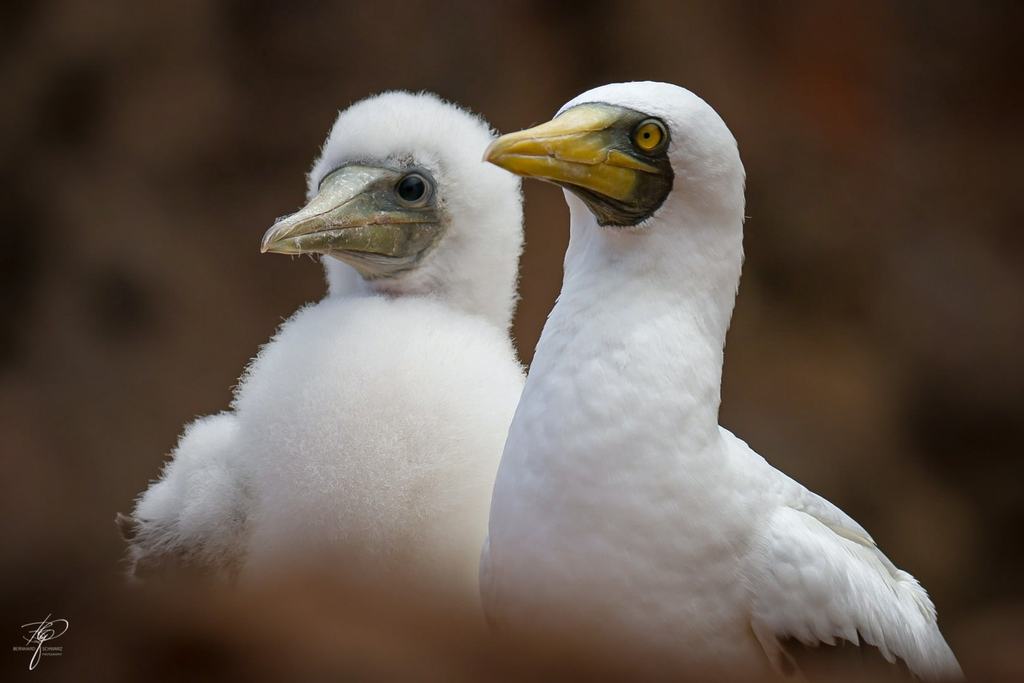 Altvogel und Küken dicht nebeneinander