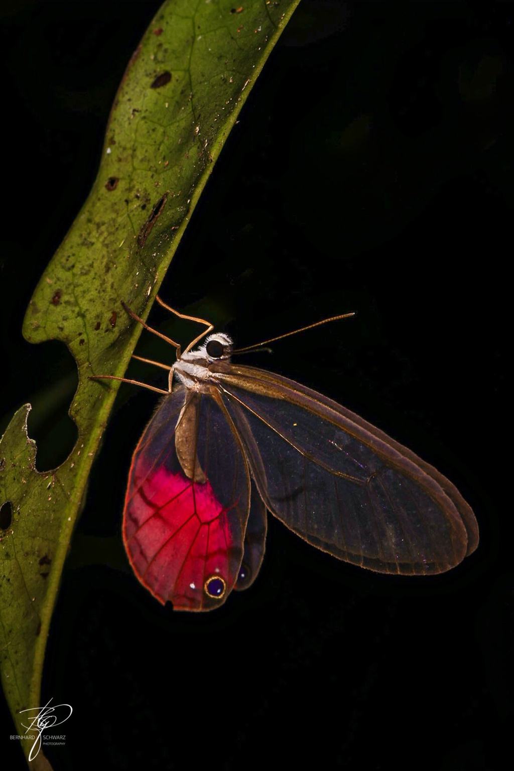 Glasflügelfalter mit rot leuchtendem Hinterflügel an einem Blatt