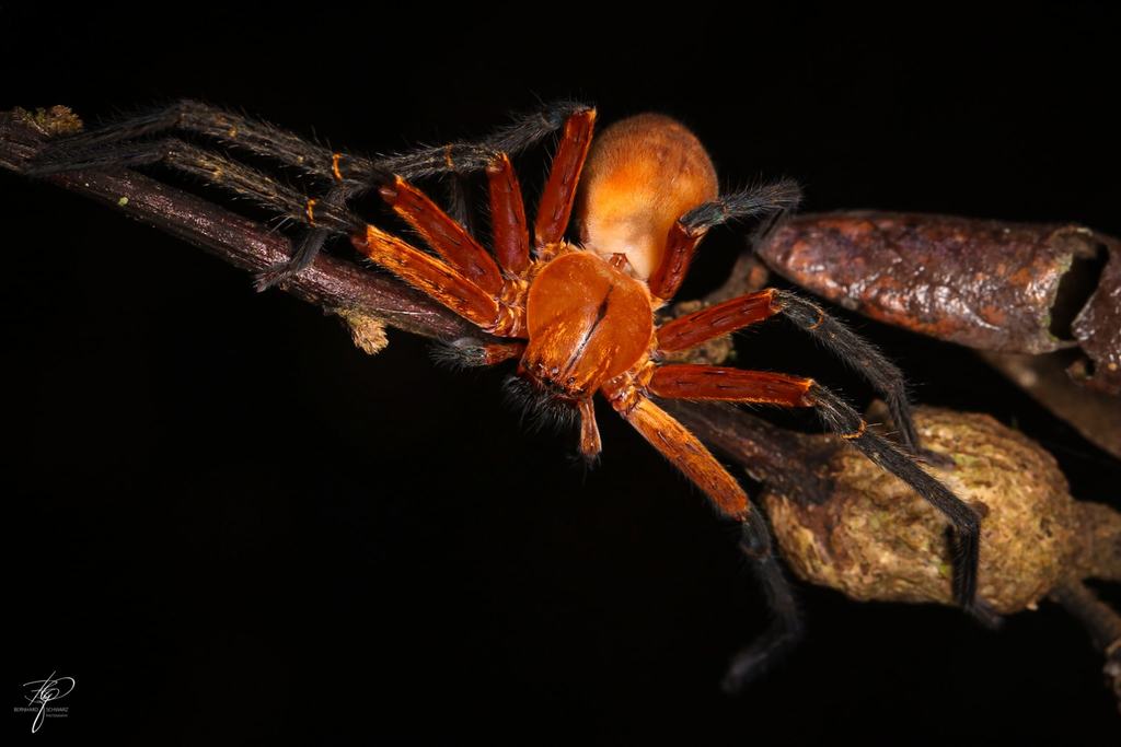 Orangefarbene Riesenkrabbenspinne auf einem Zweig, Nachtaufnahme